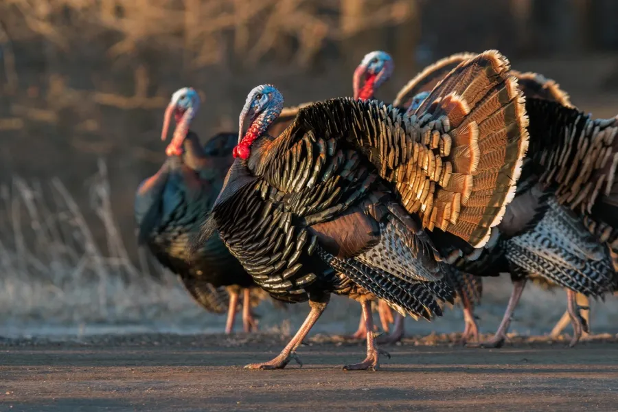 A group of male wild turkeys 
