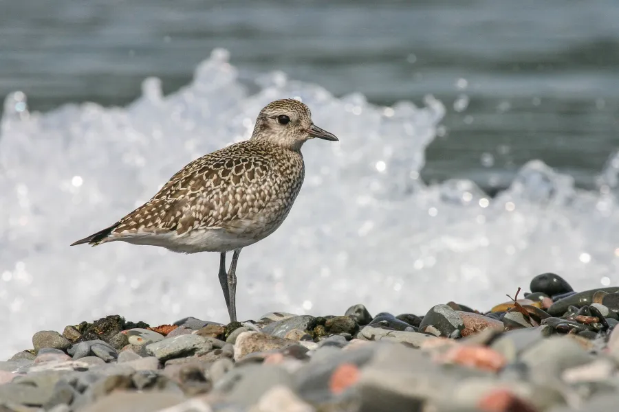 An American golden plover bird in Grand Portage 