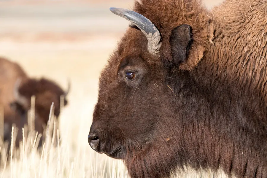 A couple of American plains bison in Minnesota 