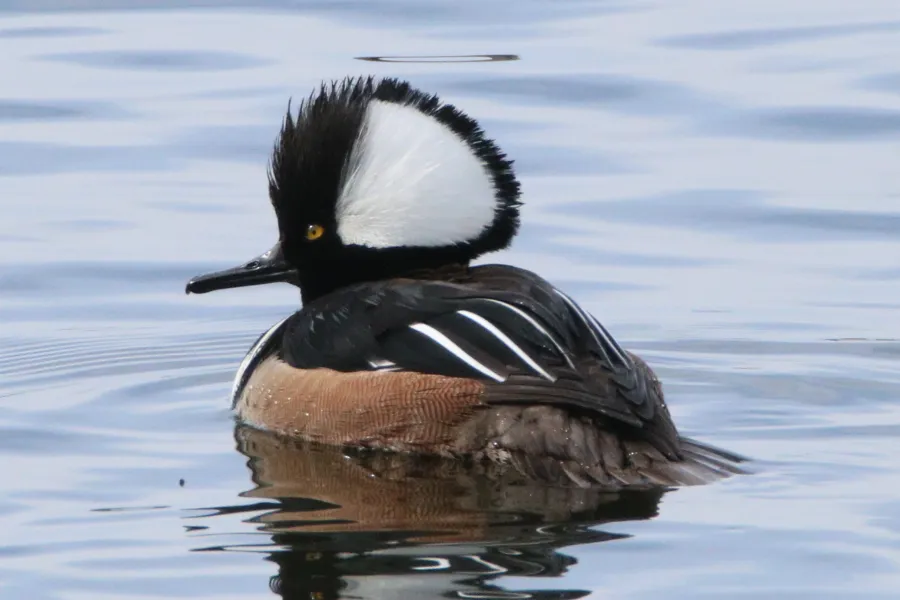 A male Hooded Merganser at Bass Ponds 