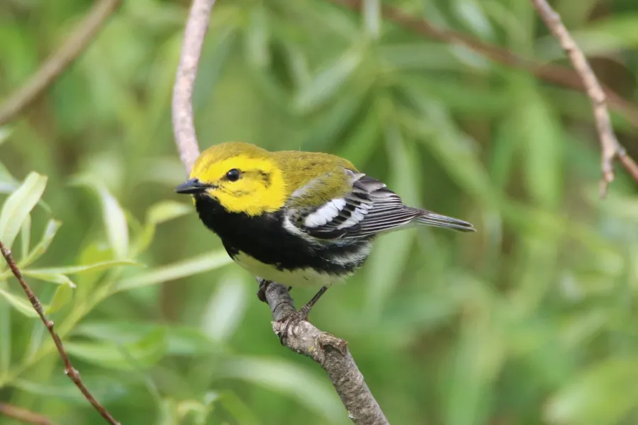 Minnesota's Best Spots for Birdwatching 