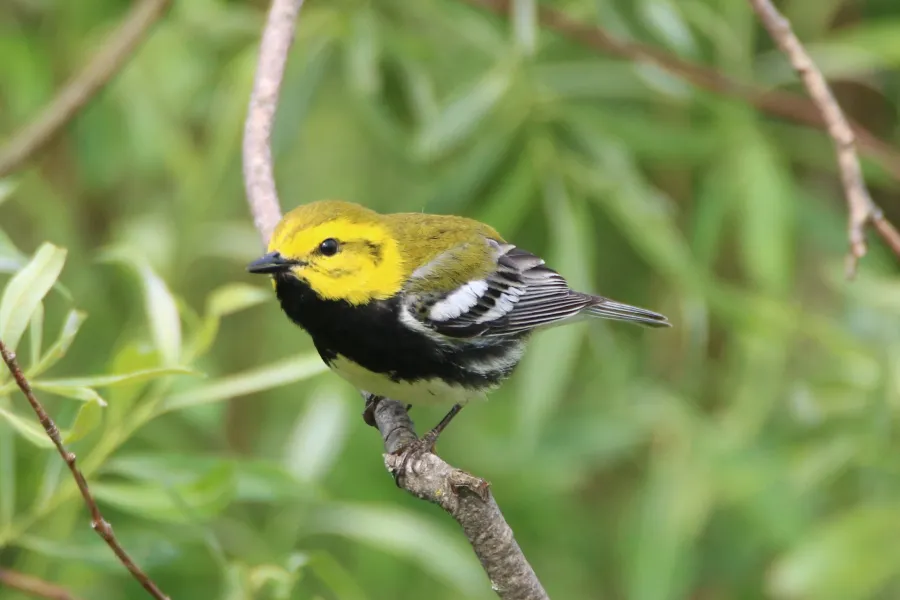 Minnesota's Best Spots for Birdwatching 