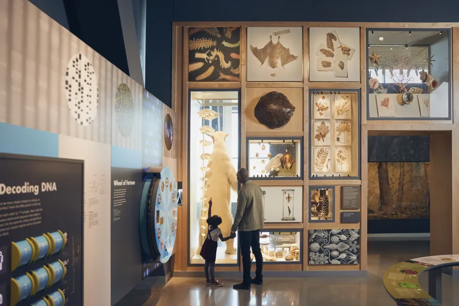 A father and daughter look at the Bell Museum's permanent Web of Life exhibit