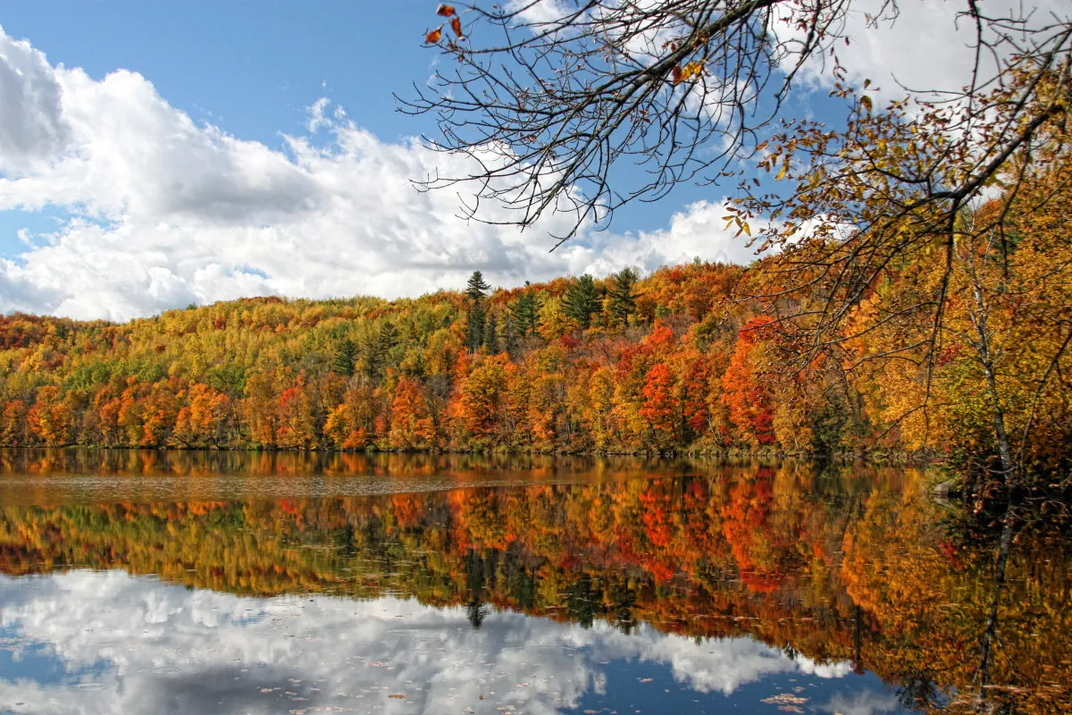 Fall trees lining the St Louis River