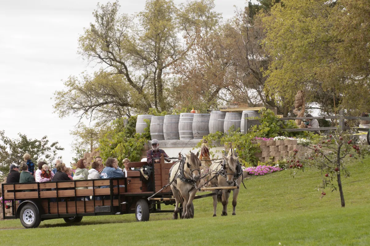 Horse drawn wagon tour of Carlos Creek Winery