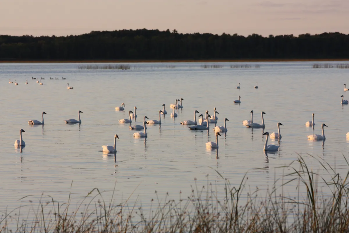 Tamarac National Wildlife Refuge swans