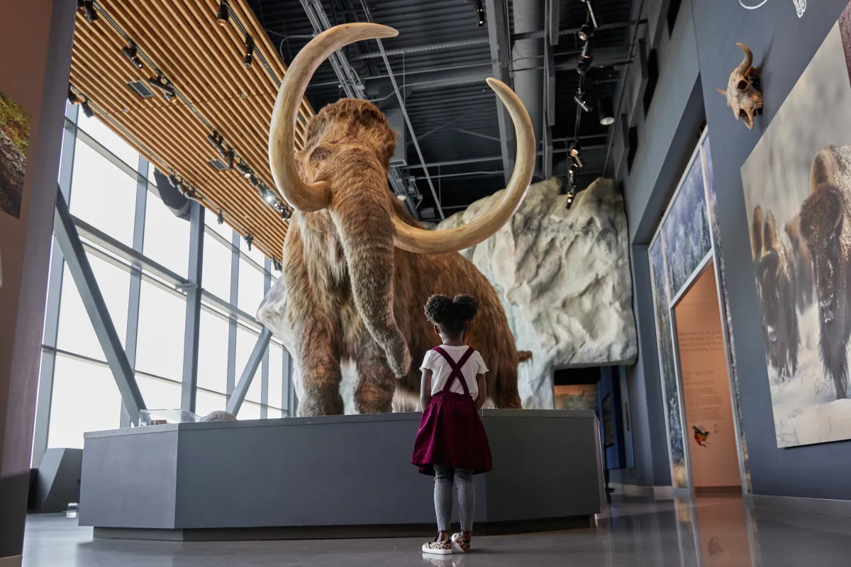 Girl looking at Wooly Mammoth at the Bell Museum, Saint Paul