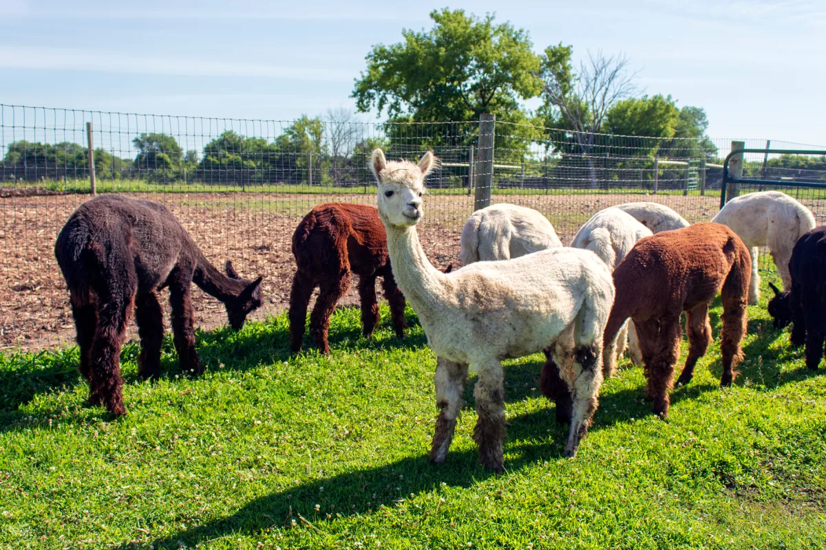 Alpacas at Fossum Family Farm, Northfield
