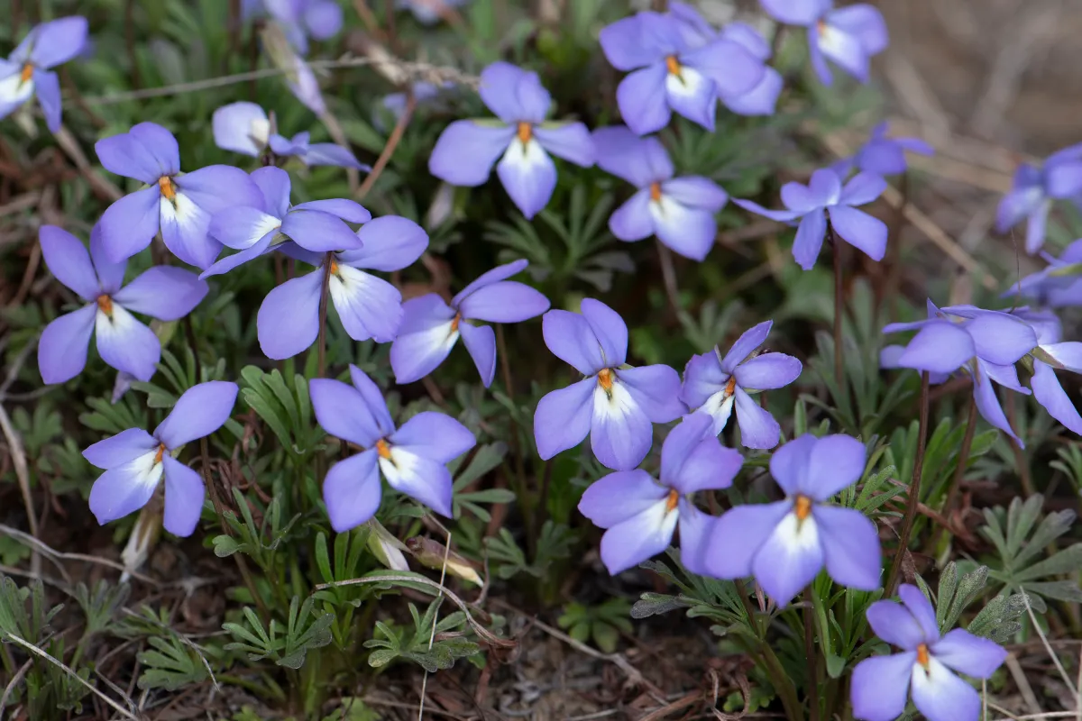 Birdfoot Violet Wildflower, Metro