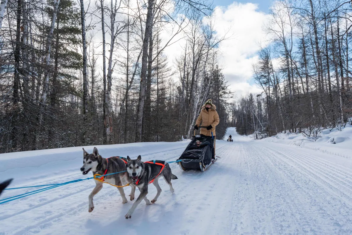 Dogsledding in Ely