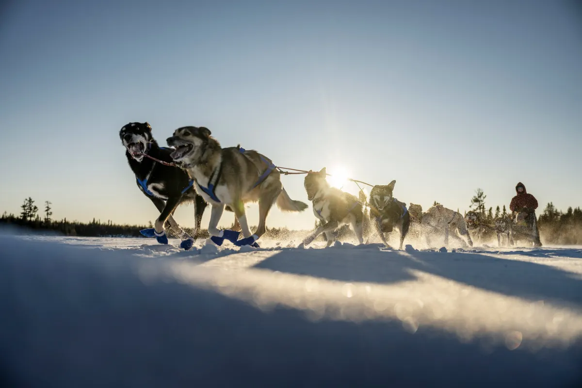 Dogsledding on Poplar Lake