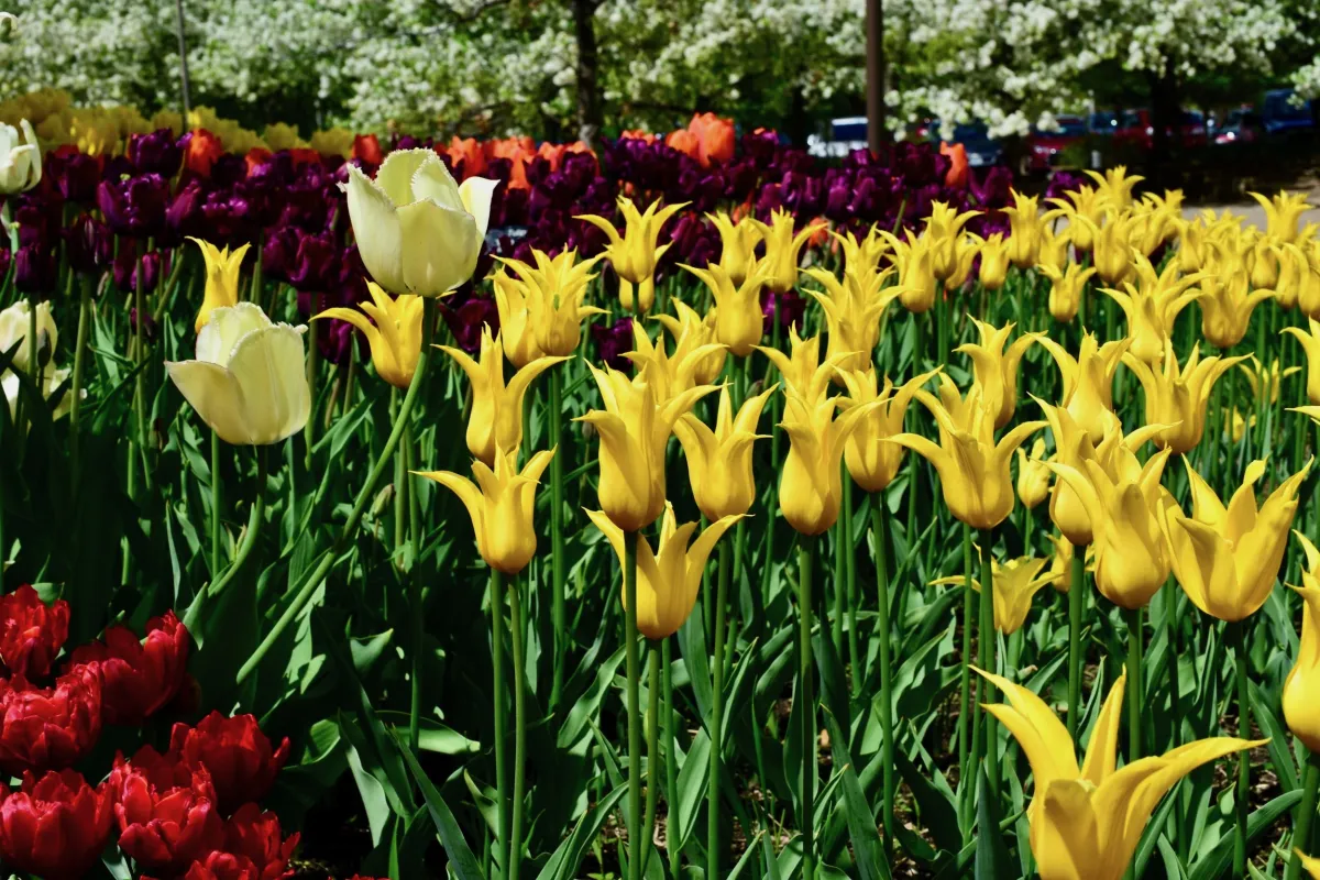Tulips in bloom at Minnesota Landscape Arboretum