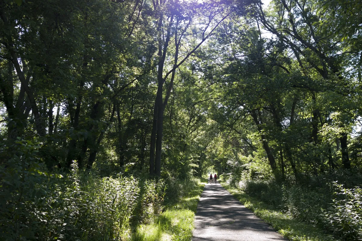 A biker on Sakatah Singing Hills State Trail