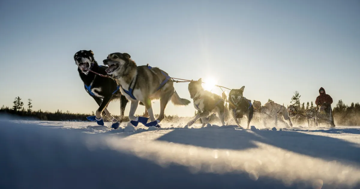 How to Go Dog Sledding in Minnesota | Explore Minnesota