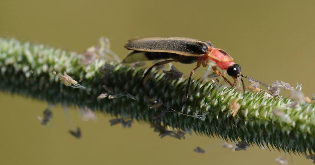 Fireflies Walk Explore Minnesota