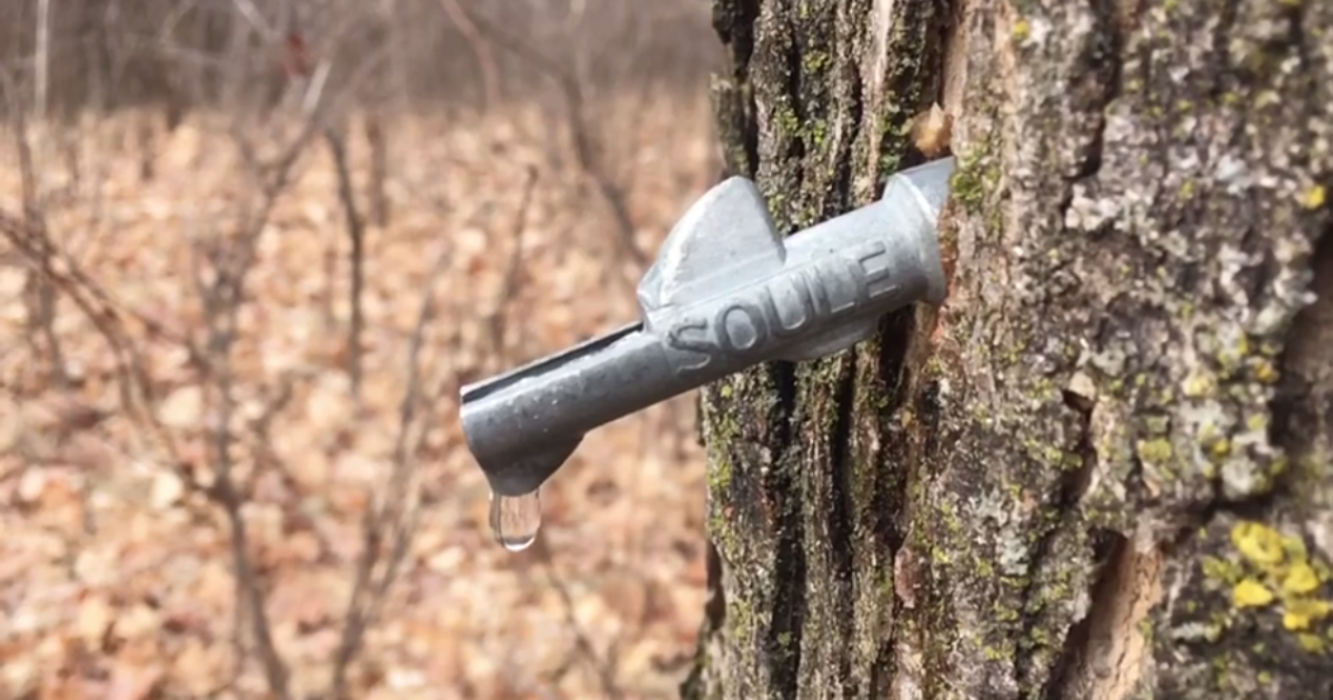 Maple Syrup Tour Explore Minnesota