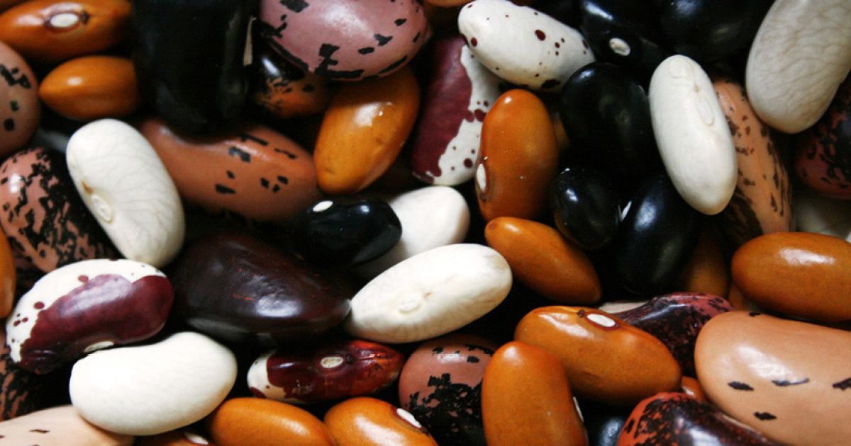 37th Annual Seed Savers Exchange Explore Minnesota