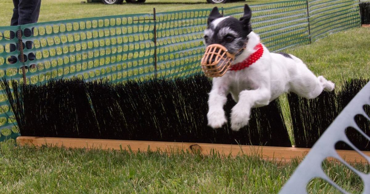 Bear creek jack russell terriers new arrivals