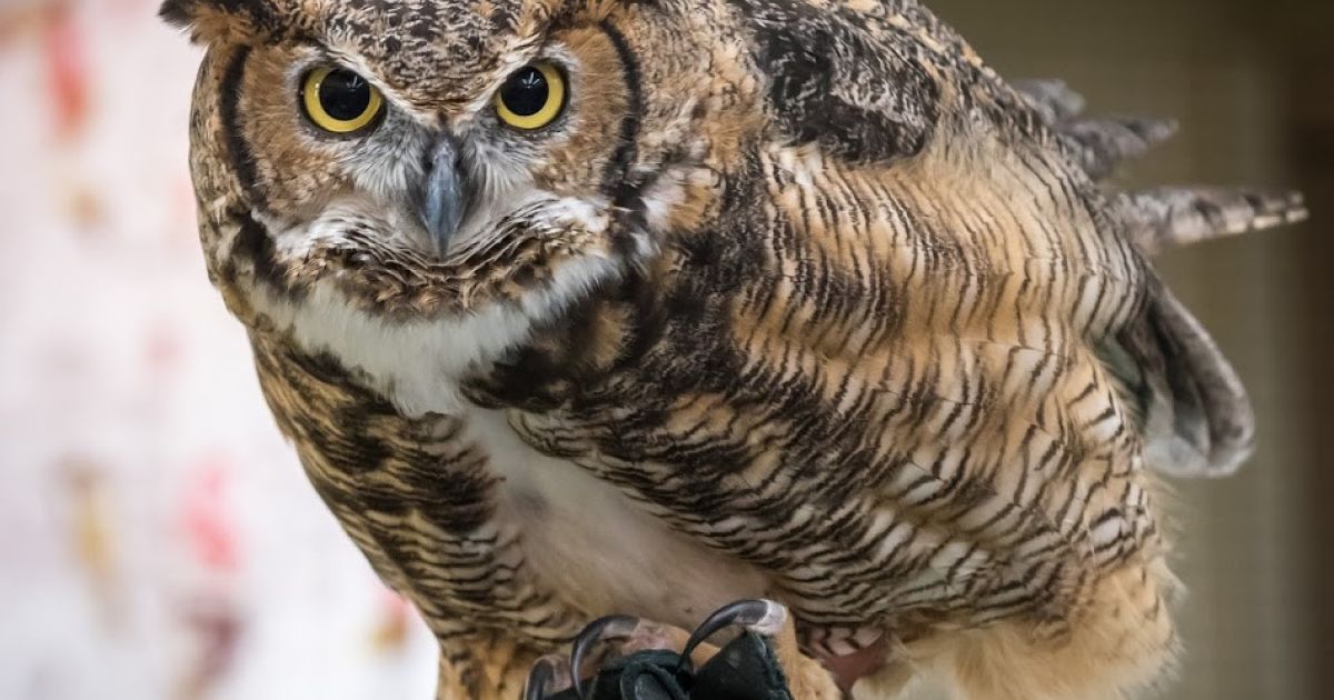 International Owl Center Explore Minnesota