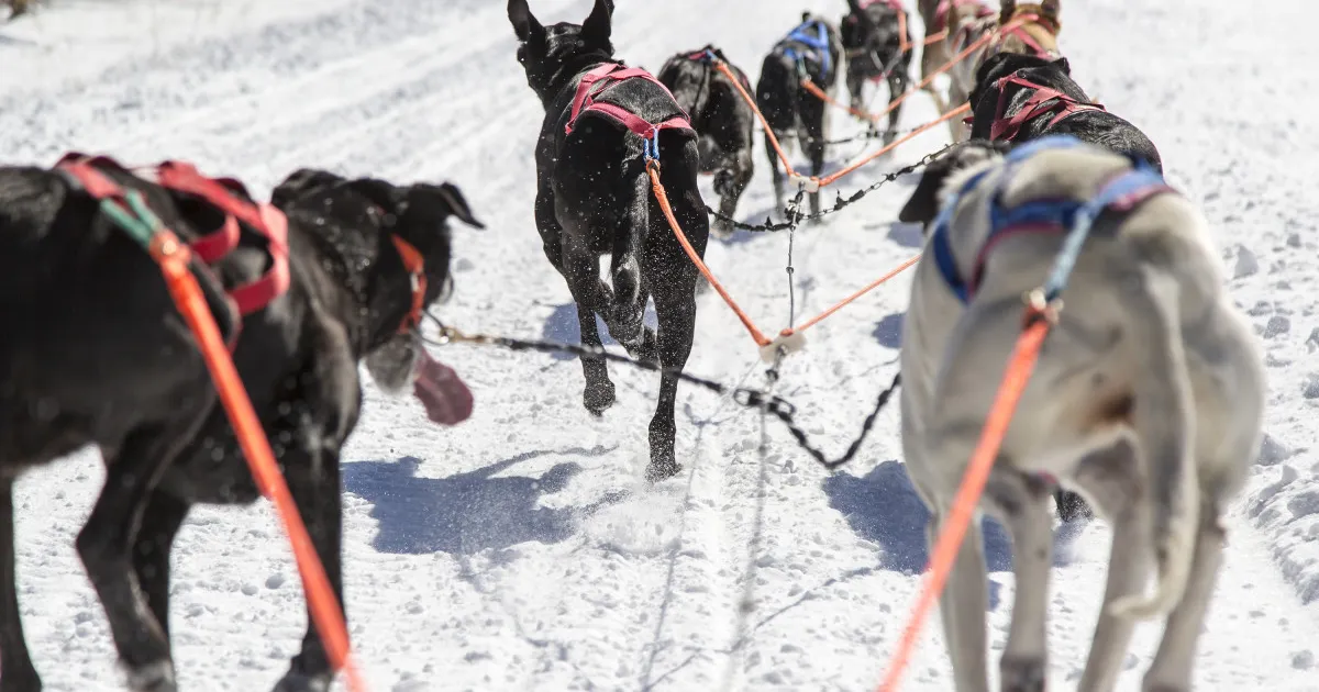 Endurance Kennels LLC | Dog Sledding in Minnesota | Explore Minnesota