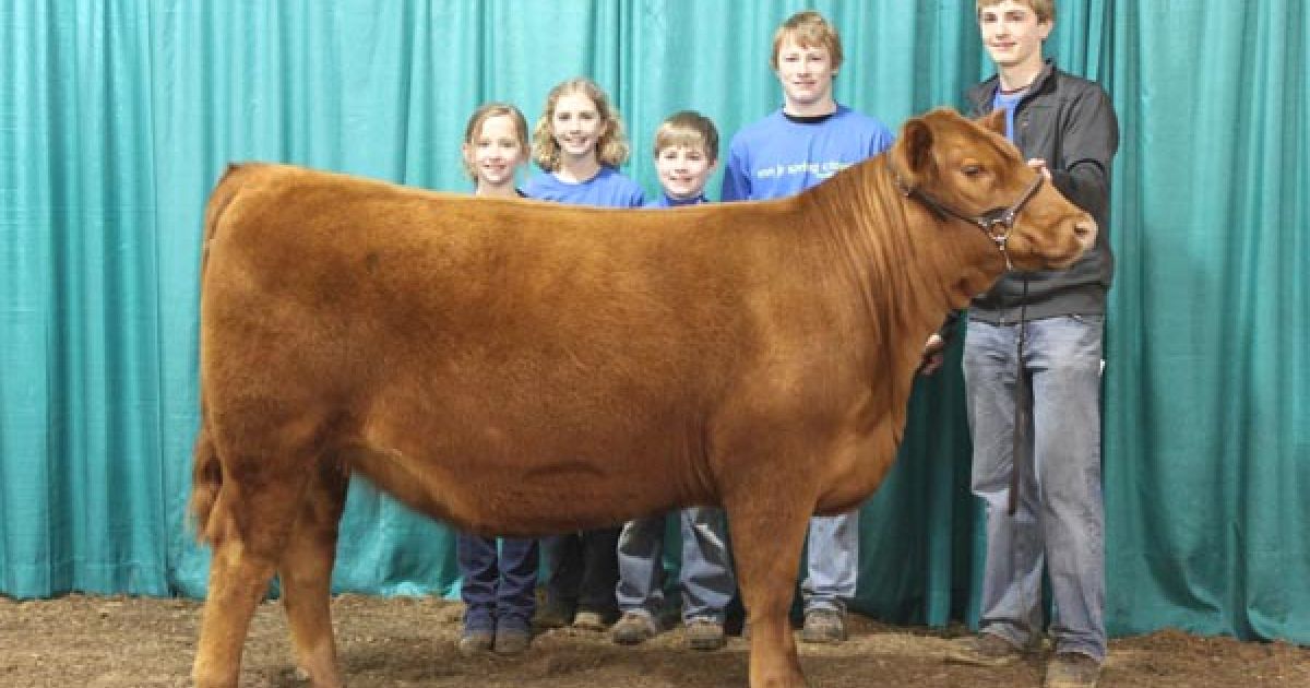 2020 Minnesota Junior Spring Classic Cattle Show Explore Minnesota