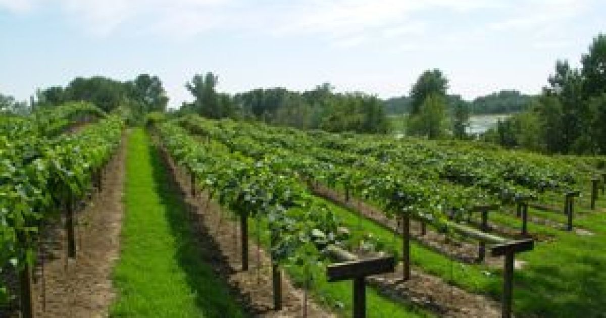 Holiday Market at WineHaven Winery Explore Minnesota