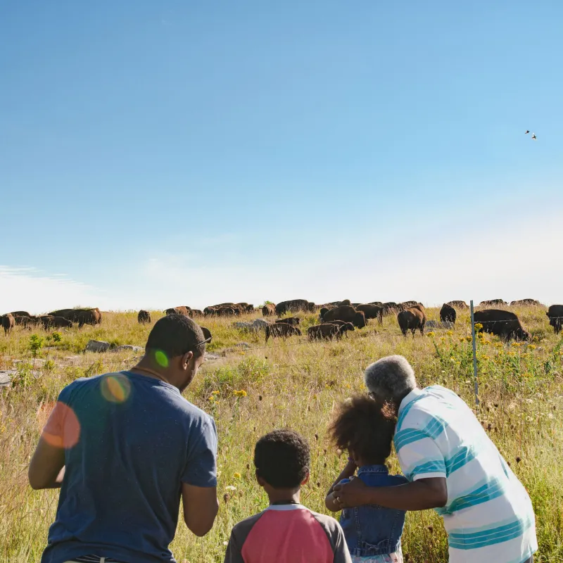 Where to See Bison