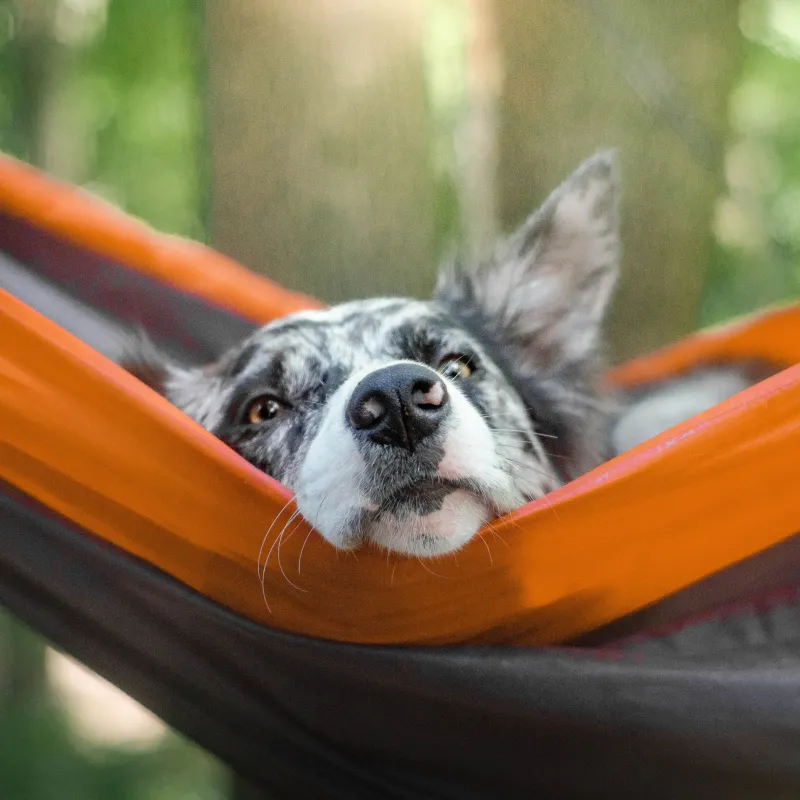 Dog-Friendly Things to Do 