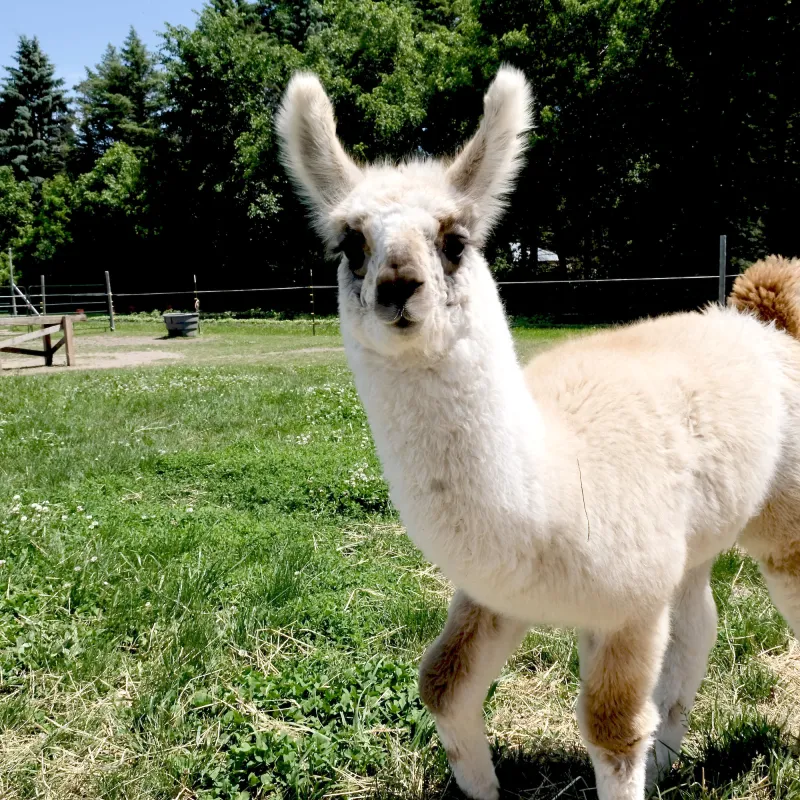 8 Ways to Encounter Animals in Minnesota 