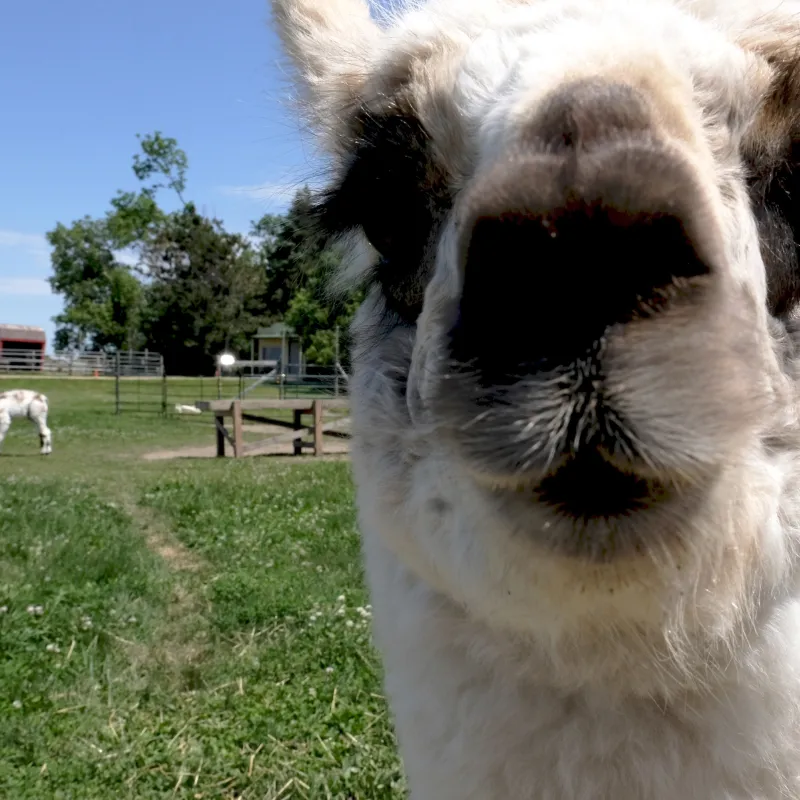 Eight Ways to Encounter Animals 