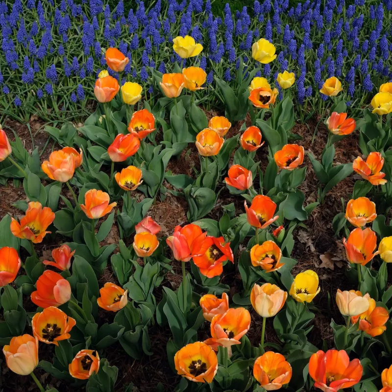 Minnesota's Best Flower Gardens 