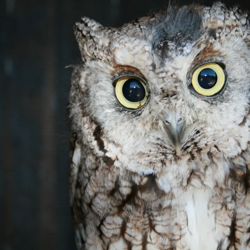 Minnesota's Best Zoos 