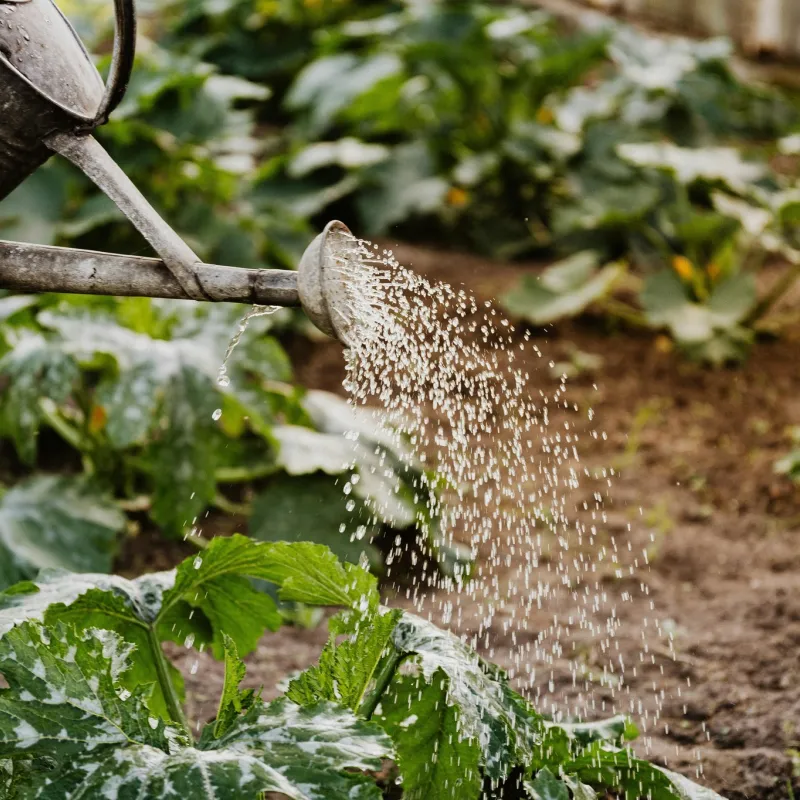 The Ultimate Guide to Home Gardening 