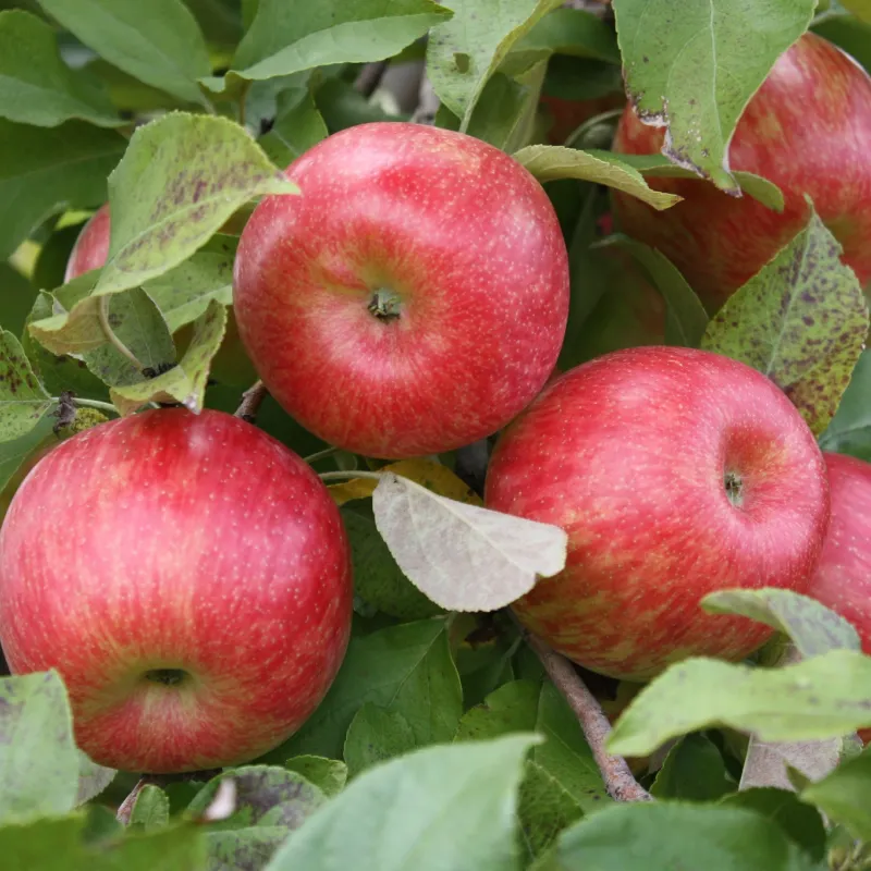 Where to Try Our Most Iconic Food Items