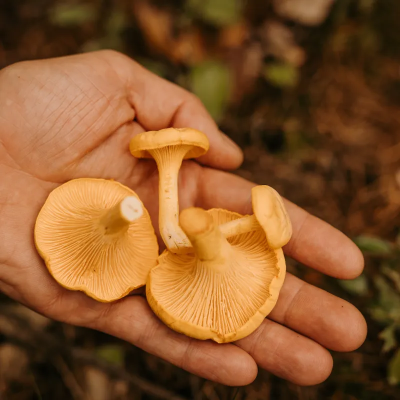 Where to Forage for Wild Food 