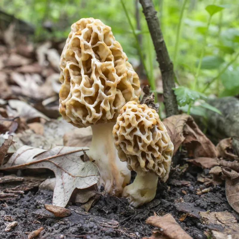 Where to Forage for Wild Food 