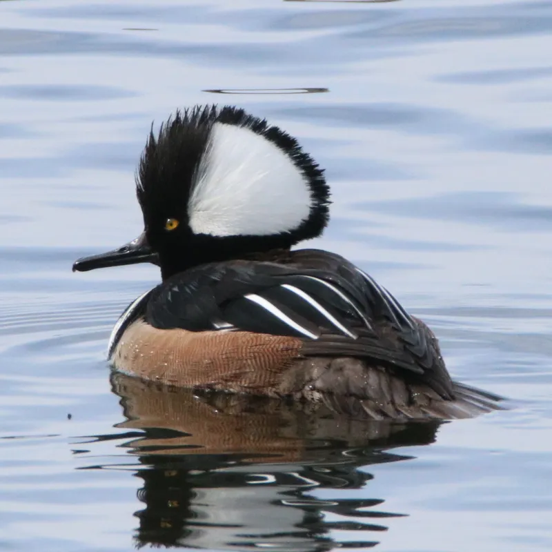 Minnesota's Best Parks and Trails for Birdwatching 
