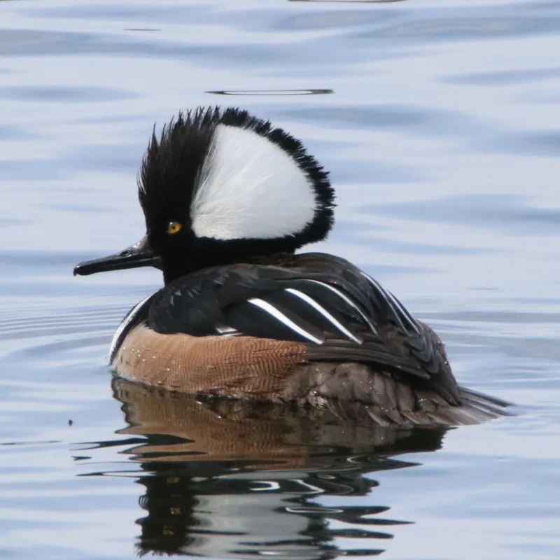 Minnesota's Best Parks and Trails for Birdwatching 