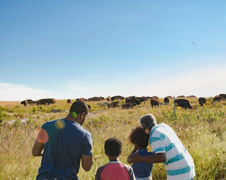Family viewing bison herd at Blue Mounds State Park