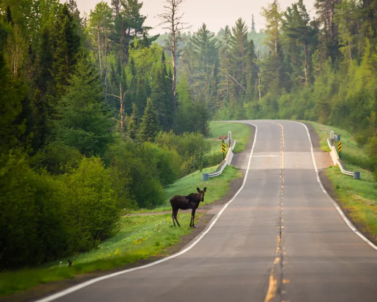 Moose standing by the road near Grand Marais
