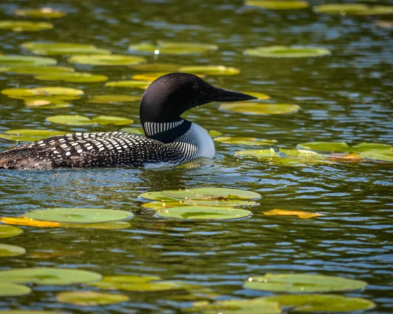 Loon and lilypads on West Battle Lake