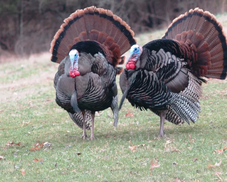 three turkeys spring