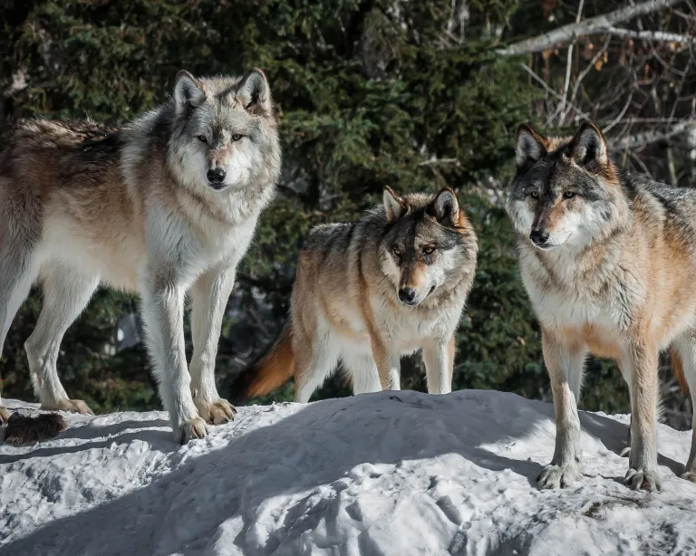 Wolf pack at the International Wolf Center in Ely