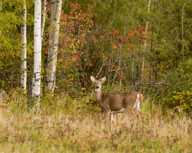 Deer at the Superior Forest Scenic Byway