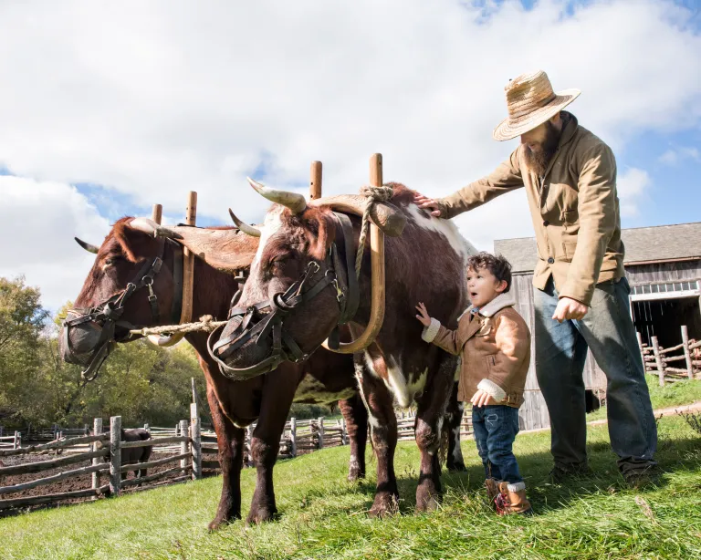 A kid pets oxen at Oliver Kelley Farm