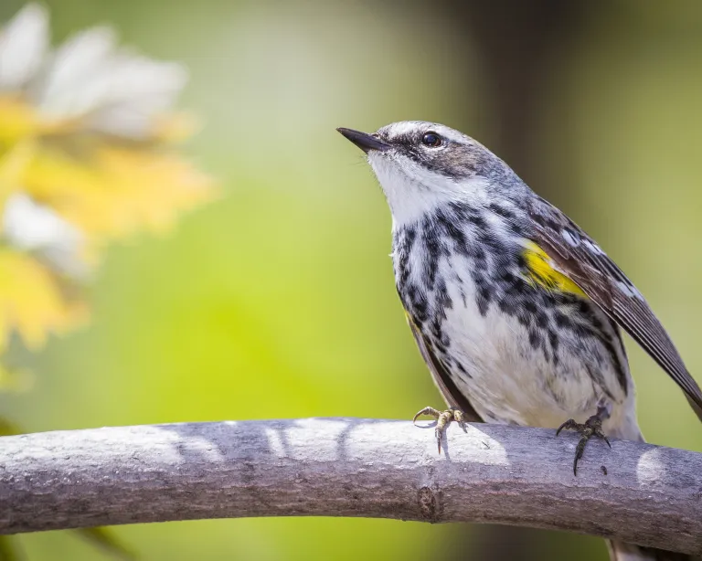 A Myrtle Warbler in the sun