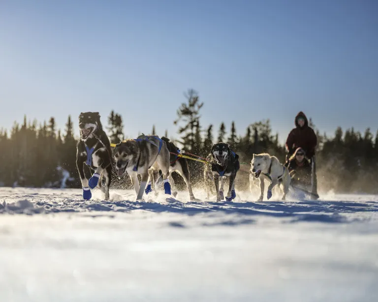 Man standing &amp; woman sitting while dog sledding at Poplar Lake in Minnesota