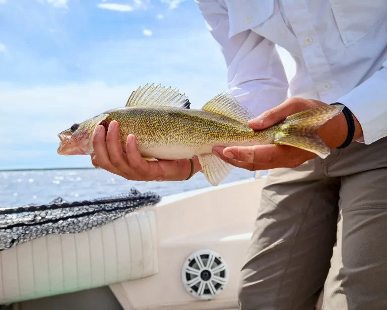A freshly caught fish at Arnesen's Rocky Point Resort on Lake of the Woods
